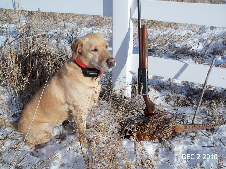 Grandpa's Model 11 - produced late May 1939 - South Dakota pheasant hunt in December 2010